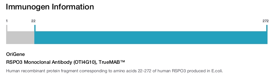 RSPO3 Monoclonal Antibody (OTI4G10), TrueMAB&trade;