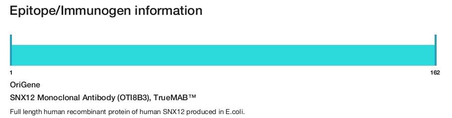 SNX12 Monoclonal Antibody (OTI8B3), TrueMAB&trade;