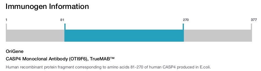 CASP4 Monoclonal Antibody (OTI9F6), TrueMAB&trade;