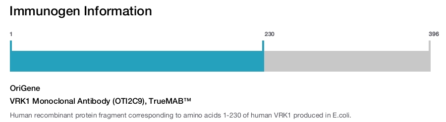 VRK1 Monoclonal Antibody (OTI2C9), TrueMAB&trade;