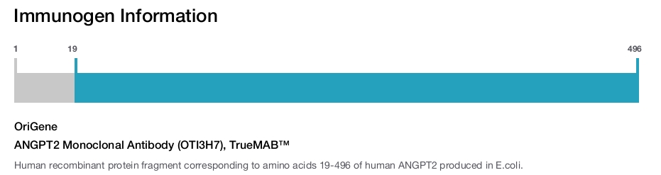 ANGPT2 Monoclonal Antibody (OTI3H7), TrueMAB&trade;