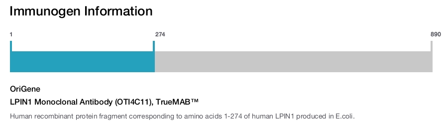 LPIN1 Monoclonal Antibody (OTI4C11), TrueMAB&trade;