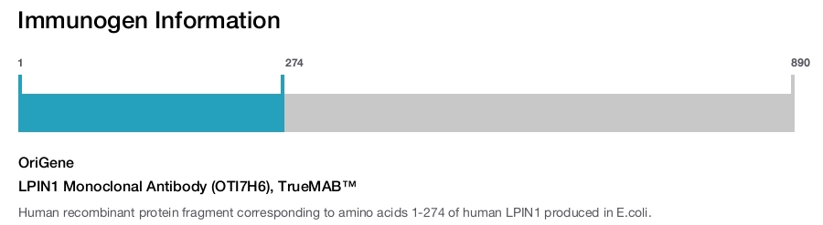LPIN1 Monoclonal Antibody (OTI7H6), TrueMAB&trade;