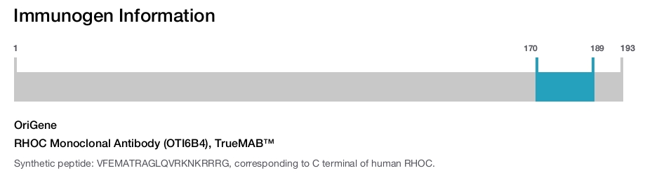 RHOC Monoclonal Antibody (OTI6B4), TrueMAB&trade;
