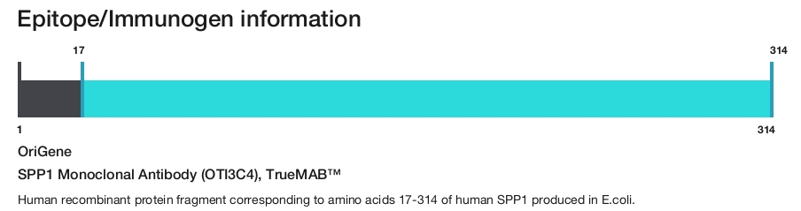 SPP1 Monoclonal Antibody (OTI3C4), TrueMAB&trade;