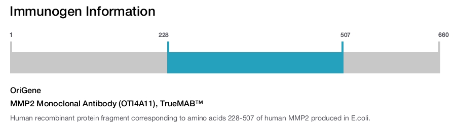 MMP2 Monoclonal Antibody (OTI4A11), TrueMAB&trade;