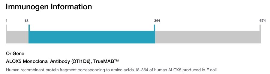 ALOX5 Monoclonal Antibody (OTI1D6), TrueMAB&trade;