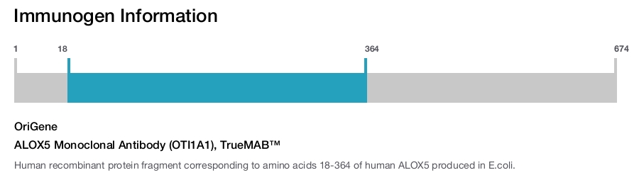ALOX5 Monoclonal Antibody (OTI1A1), TrueMAB&trade;