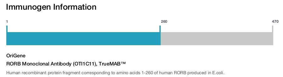 RORB Monoclonal Antibody (OTI1C11), TrueMAB&trade;