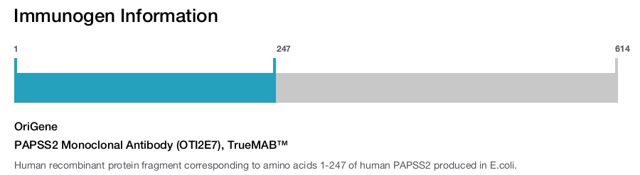PAPSS2 Monoclonal Antibody (OTI2E7), TrueMAB&trade;
