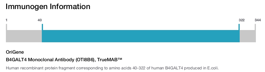 B4GALT4 Monoclonal Antibody (OTI8B6), TrueMAB&trade;