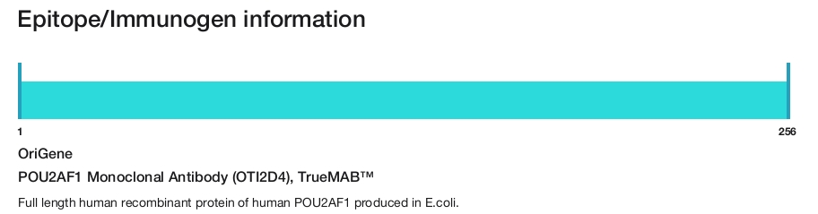 POU2AF1 Monoclonal Antibody (OTI2D4), TrueMAB&trade;