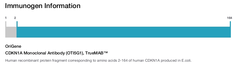 CDKN1A Monoclonal Antibody (OTI5G1), TrueMAB&trade;