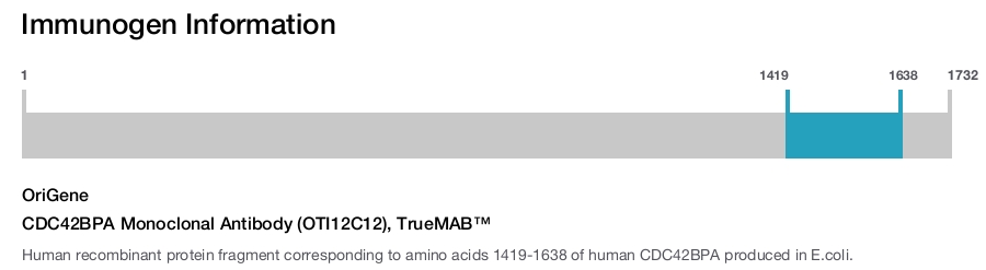 CDC42BPA Monoclonal Antibody (OTI12C12), TrueMAB&trade;