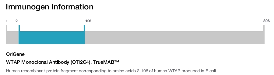 WTAP Monoclonal Antibody (OTI2C4), TrueMAB&trade;