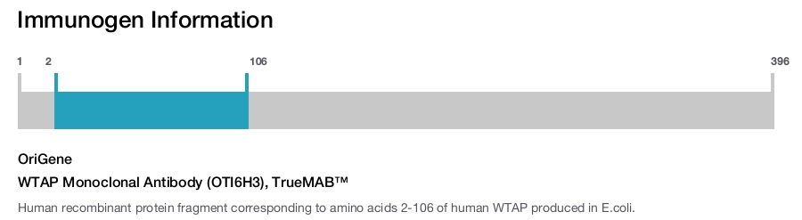 WTAP Monoclonal Antibody (OTI6H3), TrueMAB&trade;