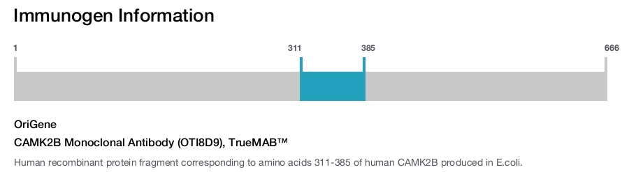 CAMK2B Monoclonal Antibody (OTI8D9), TrueMAB&trade;
