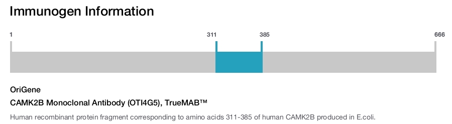 CAMK2B Monoclonal Antibody (OTI4G5), TrueMAB&trade;