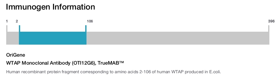WTAP Monoclonal Antibody (OTI12G6), TrueMAB&trade;