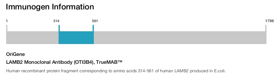 LAMB2 Monoclonal Antibody (OTI3B4), TrueMAB&trade;