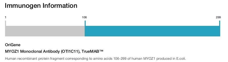 MYOZ1 Monoclonal Antibody (OTI1C11), TrueMAB&trade;