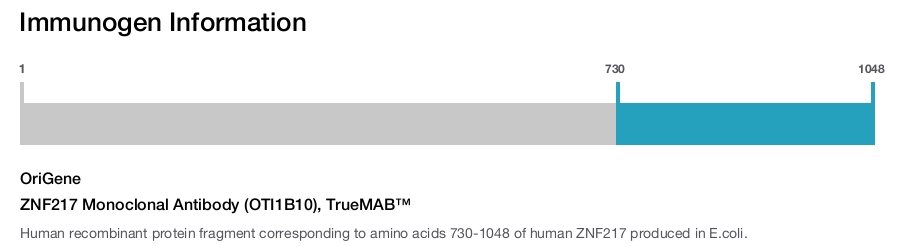 ZNF217 Monoclonal Antibody (OTI1B10), TrueMAB&trade;