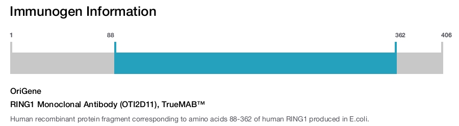 RING1 Monoclonal Antibody (OTI2D11), TrueMAB&trade;