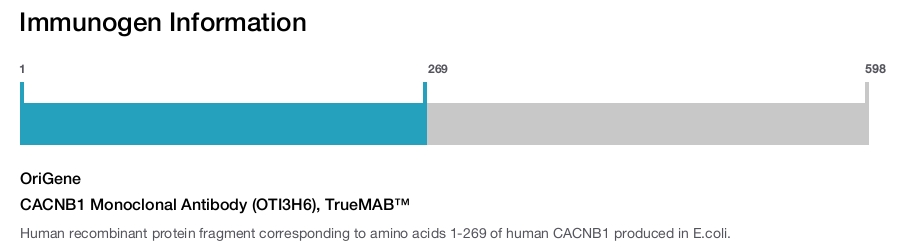 CACNB1 Monoclonal Antibody (OTI3H6), TrueMAB&trade;