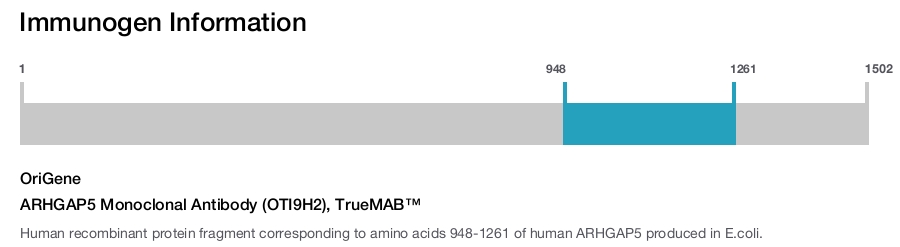 ARHGAP5 Monoclonal Antibody (OTI9H2), TrueMAB&trade;