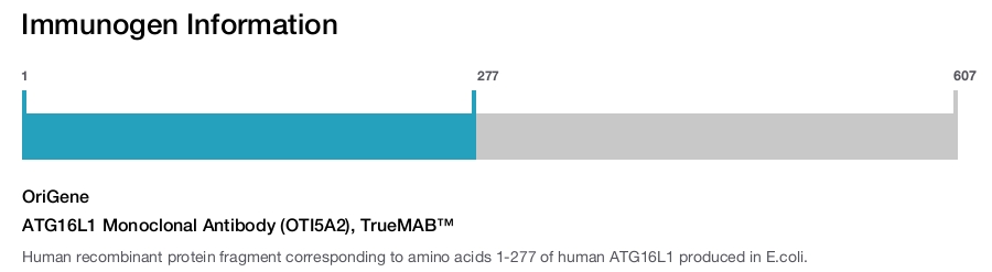 ATG16L1 Monoclonal Antibody (OTI5A2), TrueMAB&trade;