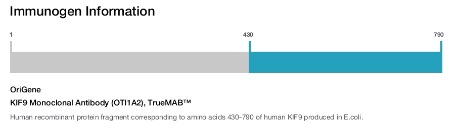 KIF9 Monoclonal Antibody (OTI1A2), TrueMAB&trade;