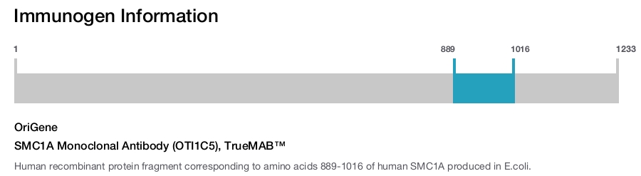 SMC1A Monoclonal Antibody (OTI1C5), TrueMAB&trade;