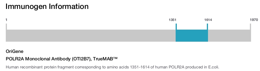 POLR2A Monoclonal Antibody (OTI2B7), TrueMAB&trade;