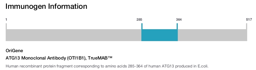 ATG13 Monoclonal Antibody (OTI1B1), TrueMAB&trade;