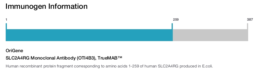 SLC2A4RG Monoclonal Antibody (OTI4B3), TrueMAB&trade;