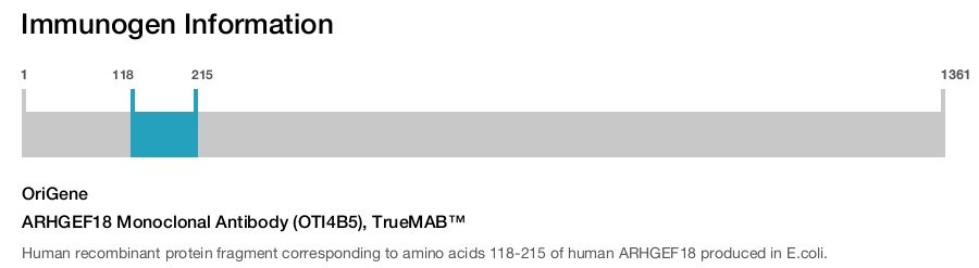 ARHGEF18 Monoclonal Antibody (OTI4B5), TrueMAB&trade;