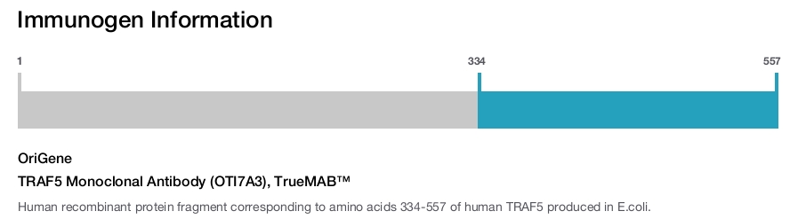 TRAF5 Monoclonal Antibody (OTI7A3), TrueMAB&trade;