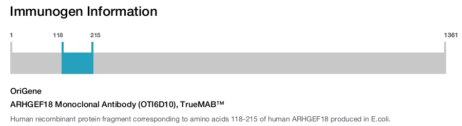 ARHGEF18 Monoclonal Antibody (OTI6D10), TrueMAB&trade;