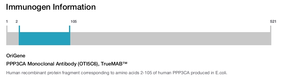 PPP3CA Monoclonal Antibody (OTI5C6), TrueMAB™