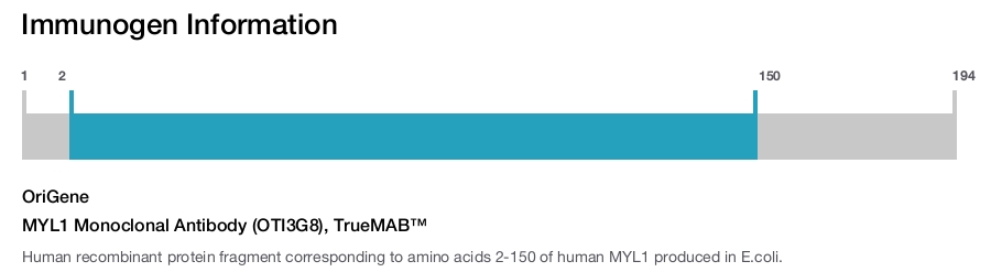 MYL1 Monoclonal Antibody (OTI3G8), TrueMAB&trade;