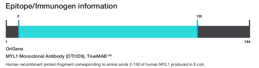 MYL1 Monoclonal Antibody (OTI1D9), TrueMAB&trade;