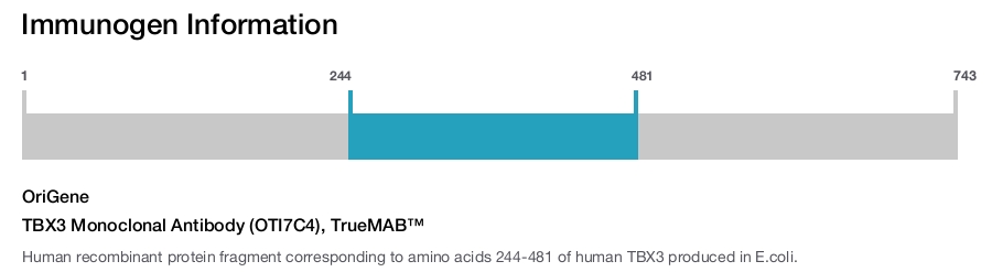 TBX3 Monoclonal Antibody (OTI7C4), TrueMAB&trade;