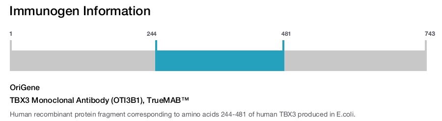 TBX3 Monoclonal Antibody (OTI3B1), TrueMAB&trade;