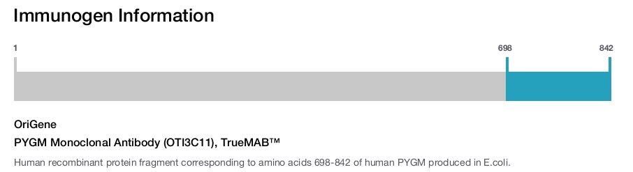 PYGM Monoclonal Antibody (OTI3C11), TrueMAB&trade;