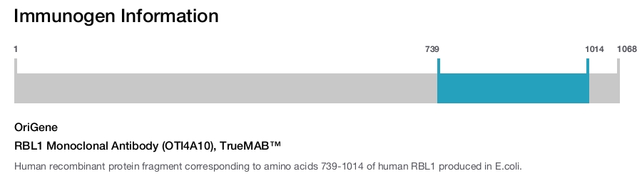 RBL1 Monoclonal Antibody (OTI4A10), TrueMAB&trade;