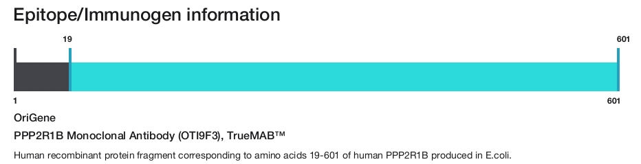 PPP2R1B Monoclonal Antibody (OTI9F3), TrueMAB&trade;