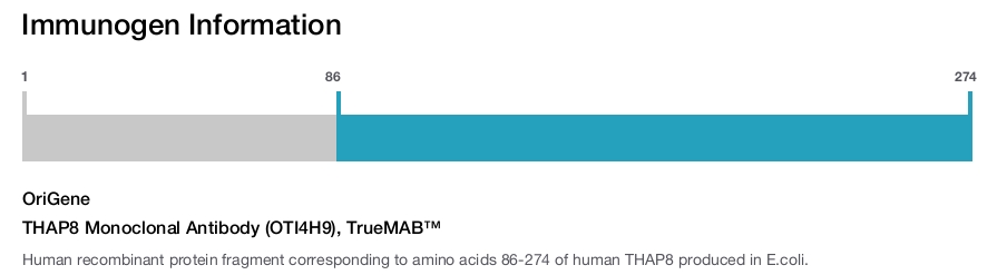 THAP8 Monoclonal Antibody (OTI4H9), TrueMAB&trade;