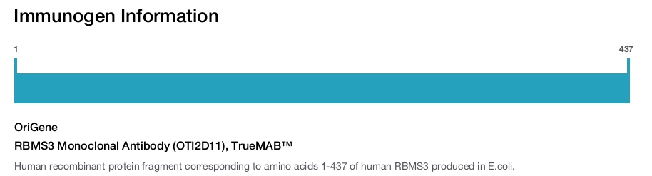 RBMS3 Monoclonal Antibody (OTI2D11), TrueMAB™