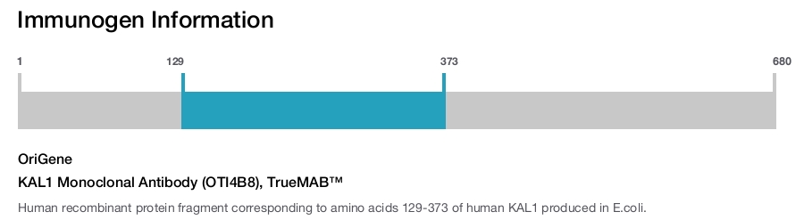 KAL1 Monoclonal Antibody (OTI4B8), TrueMAB&trade;