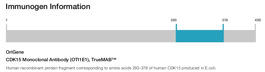 CDK15 Monoclonal Antibody (OTI1E1), TrueMAB&trade;